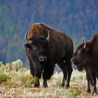 Yellowstone Wildlife