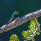 Yellowstone Wildlife