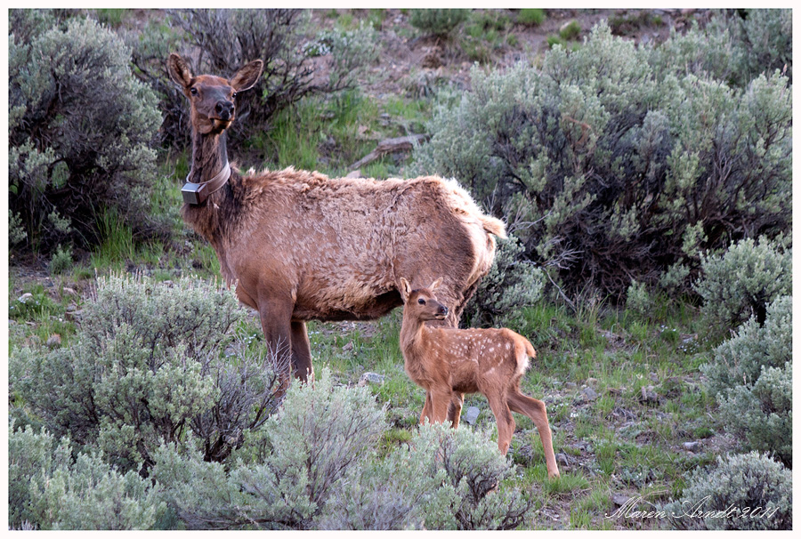 Yellowstone wildlife