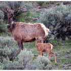 Yellowstone wildlife