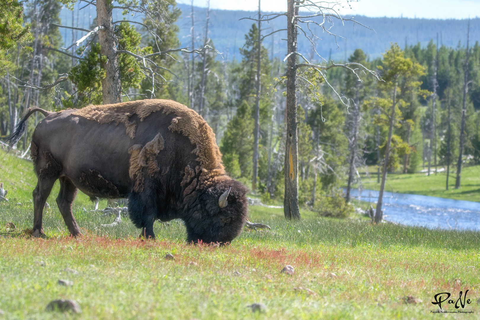 Yellowstone Wildlife