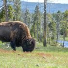 Yellowstone Wildlife