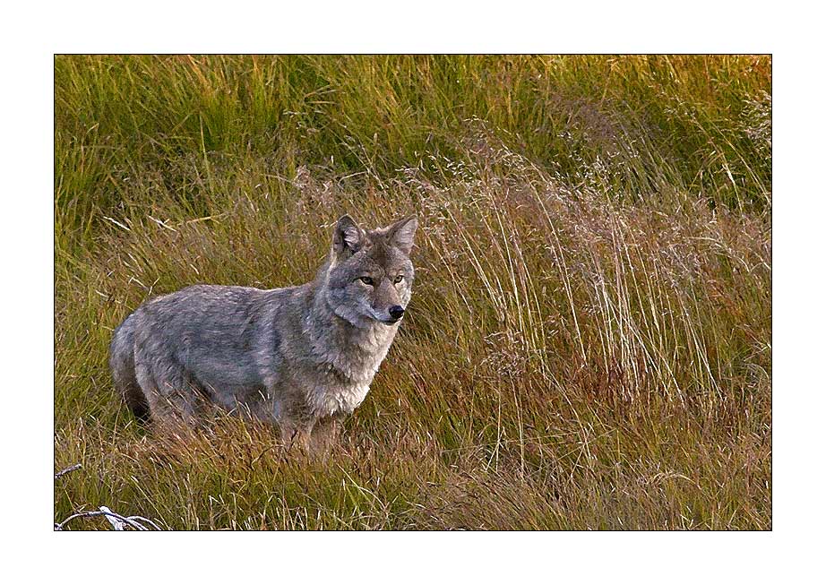 Yellowstone Wolf