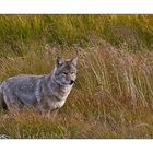 Yellowstone Wolf