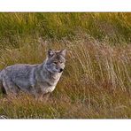 Yellowstone Wolf