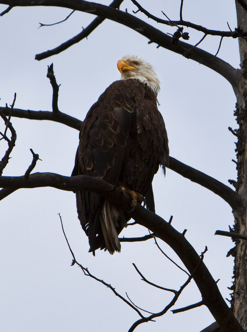 Yellowstone12