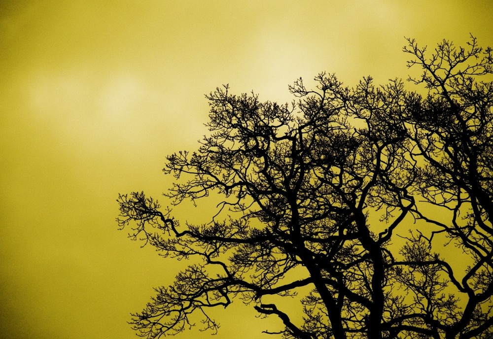 YellowTree