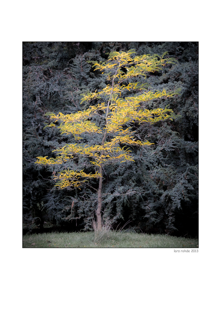 Yellowtree