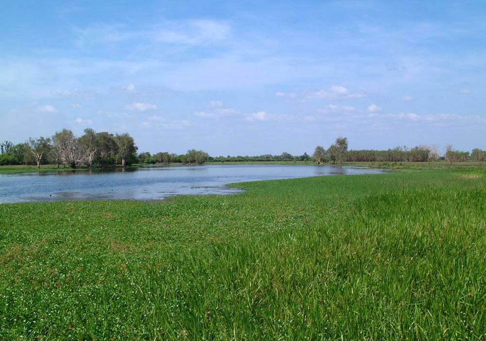 Yellowwaters..... Schwimmen kann tödlich sein