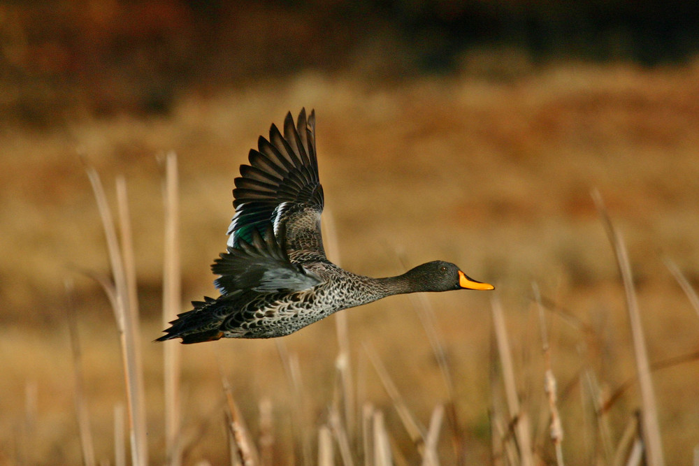 yelow billed duck