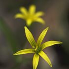 yelow flower