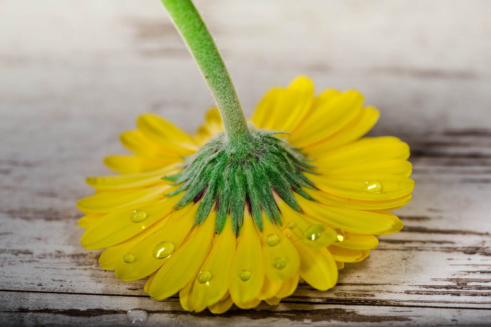 yelow flower