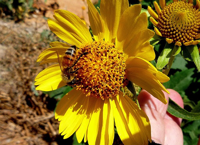 YELOW FLOWERS