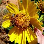 YELOW FLOWERS