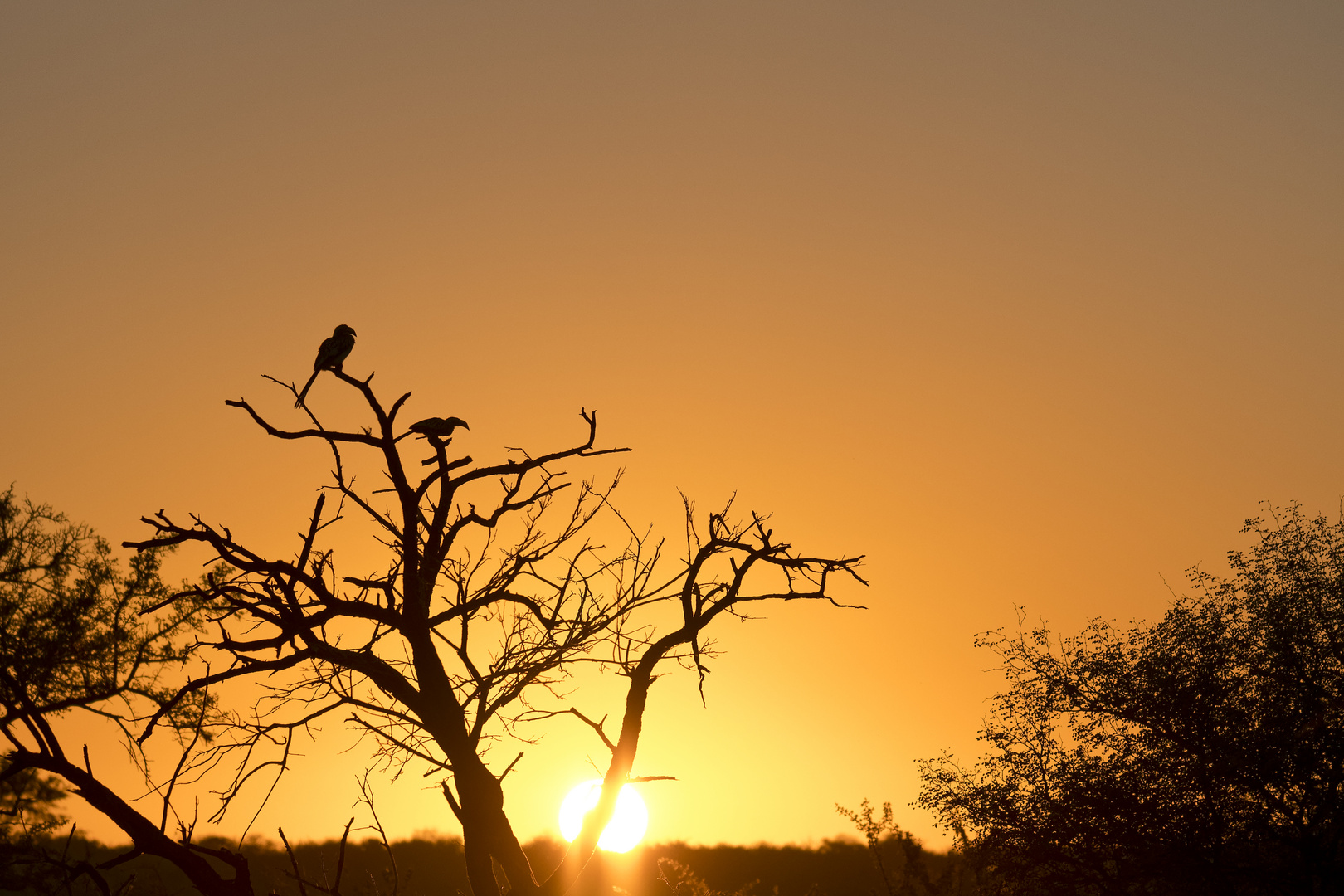 Yeloww-billed Hornbill