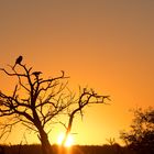 Yeloww-billed Hornbill