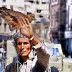 Yemenitischer Falkner