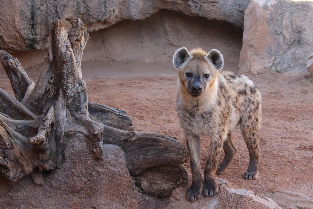 Yena en el Bioparc