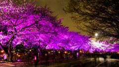 Yeouido Spring Flower Festiva