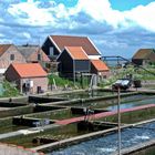 Yerseke - Mussel Farm - 1