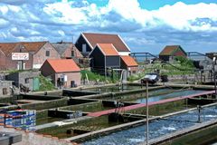 Yerseke - Mussel Farm - 1