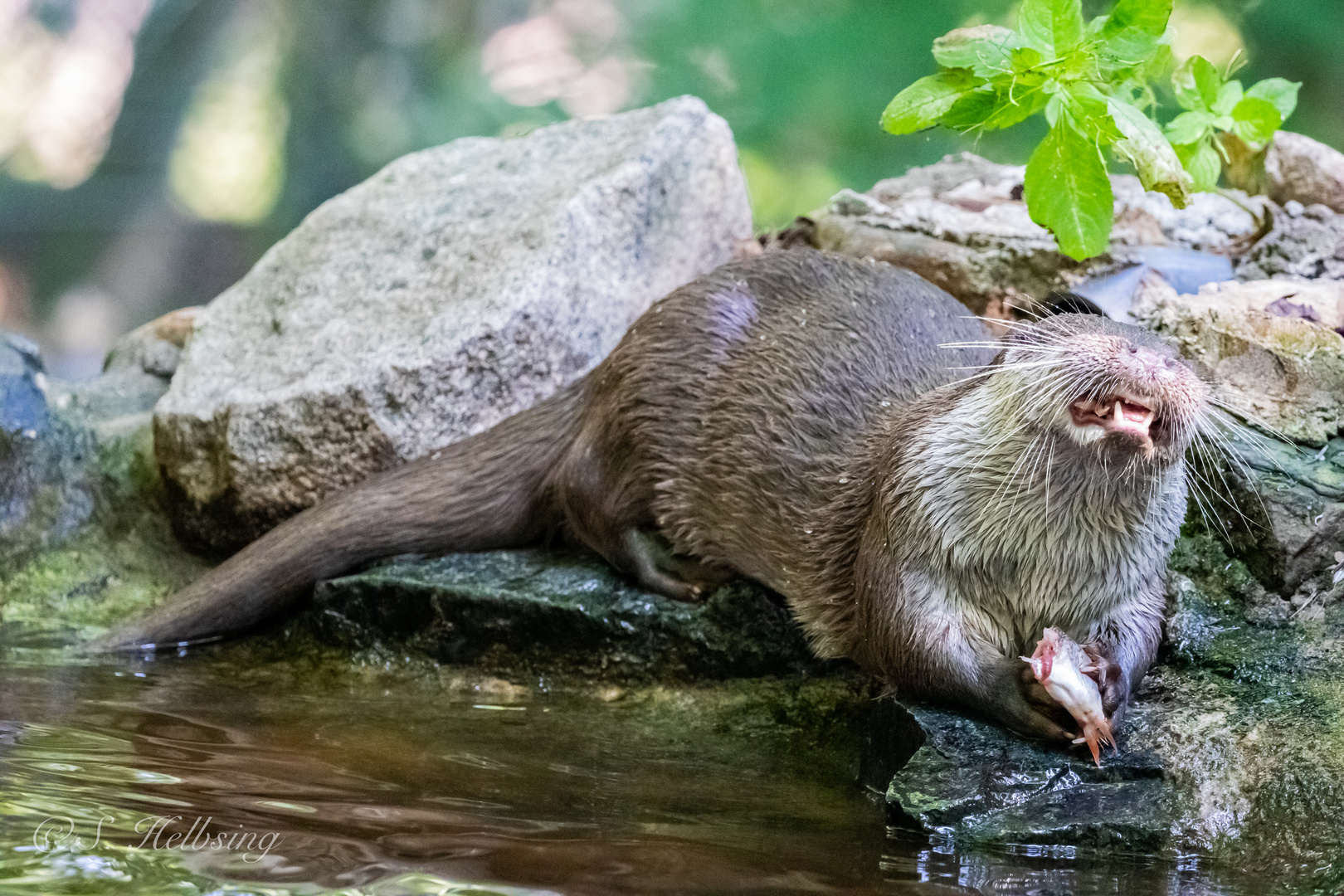 Yes! - der Fisch schmeckt! 