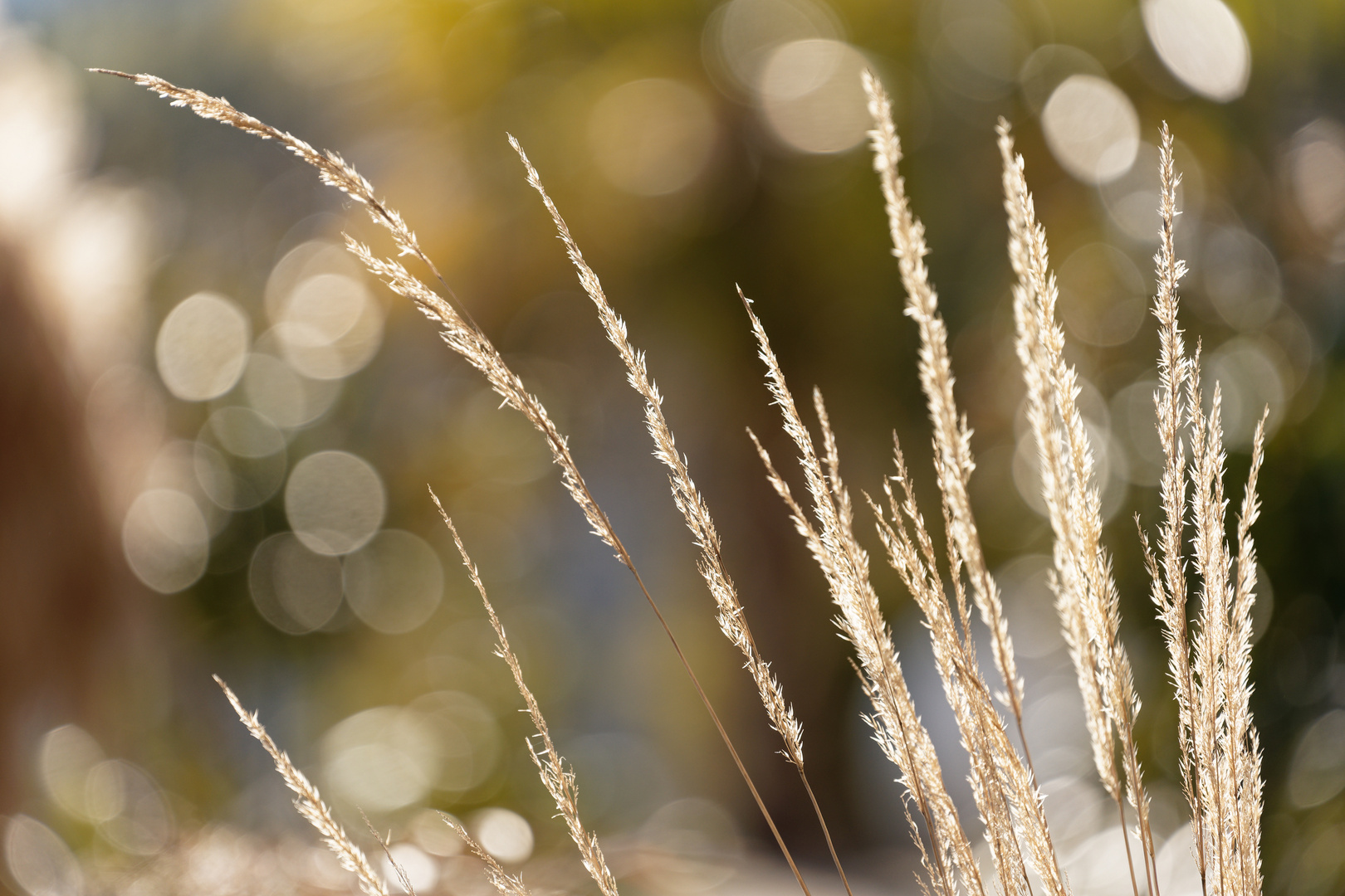 Yes - es wird Frühling!