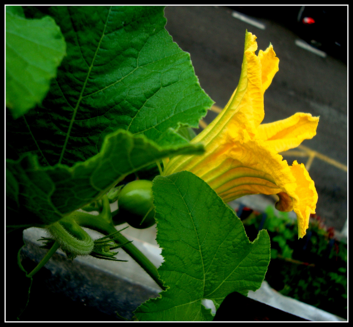 Yesta la calabaza