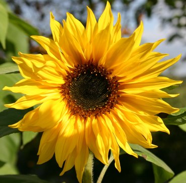 Yet another sunflower