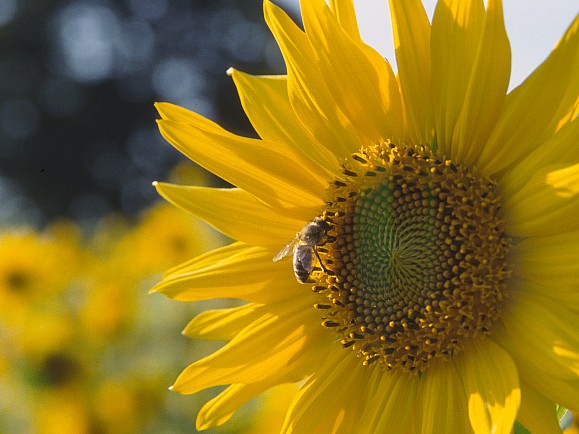 yet another sunflower