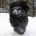 Yeti im Pfälzer Wald gesichtet!!!