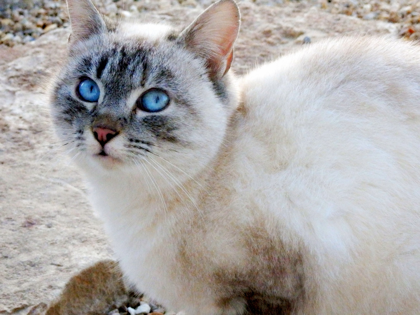 yeux bleus