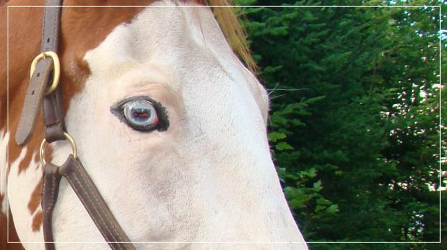 yeux bleus de stormy