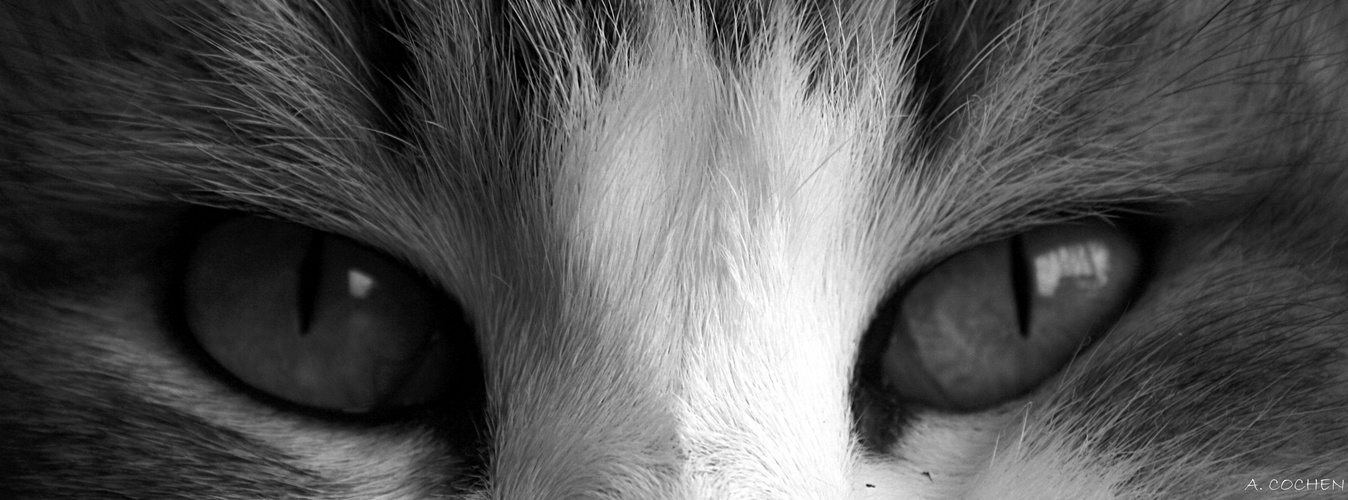 Yeux de Lynx.