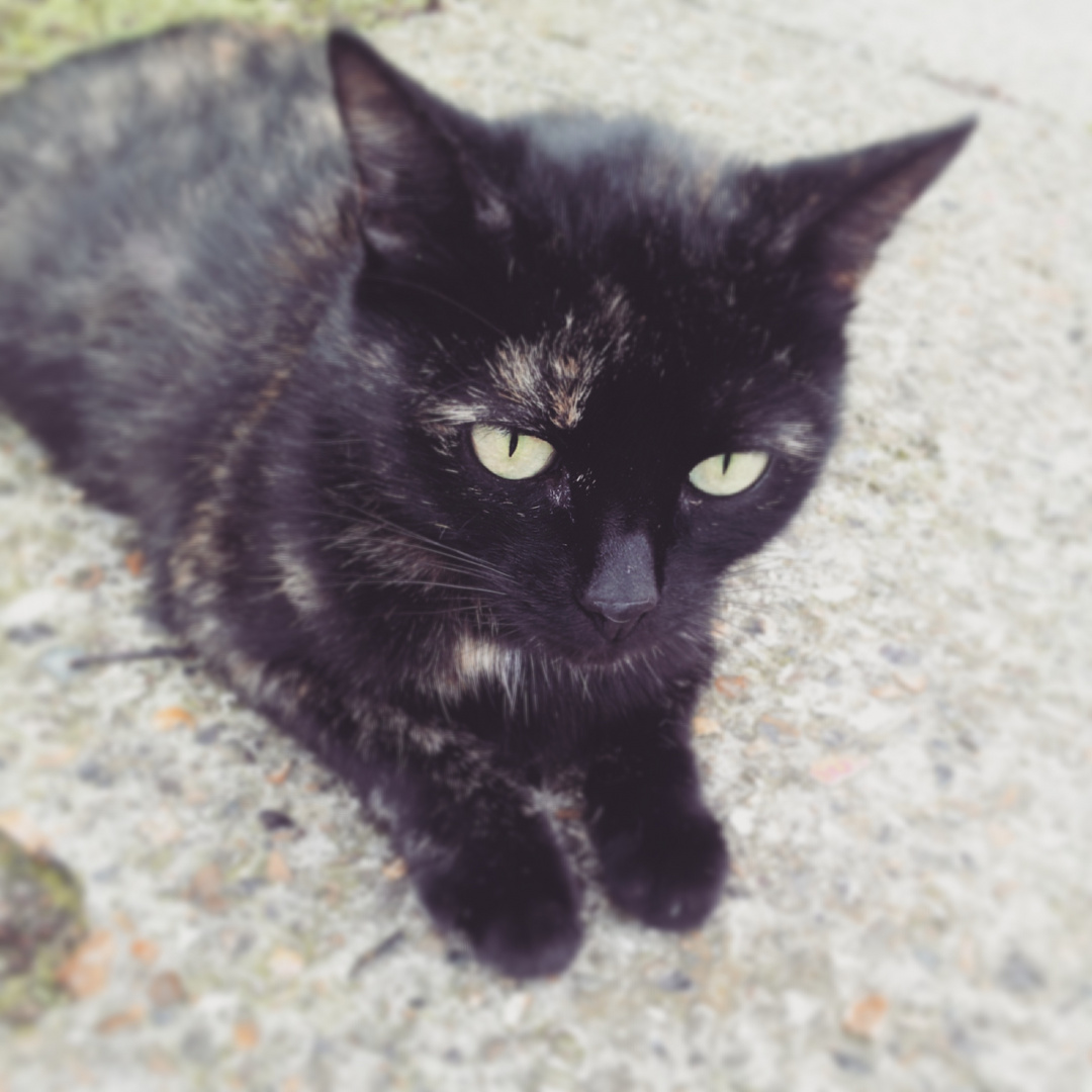 Yeux verts clair d'un chat noir abandoné