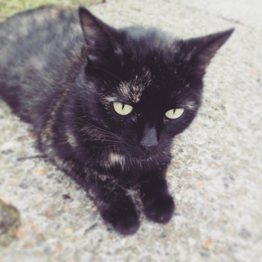 Yeux Verts Clair D Un Chat Noir Abandone Photo Et Image Animaux Animaux Domestiques Chats Images Fotocommunity