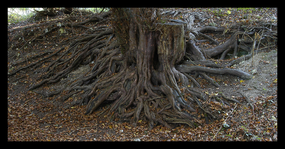 Yew Tree Roots