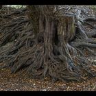 Yew Tree Roots