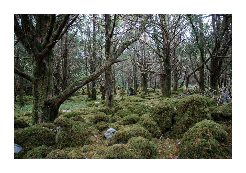 Yew wood, Killarney