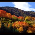 Y..Explotó el Otoño, dedicada a INES T.VOGT