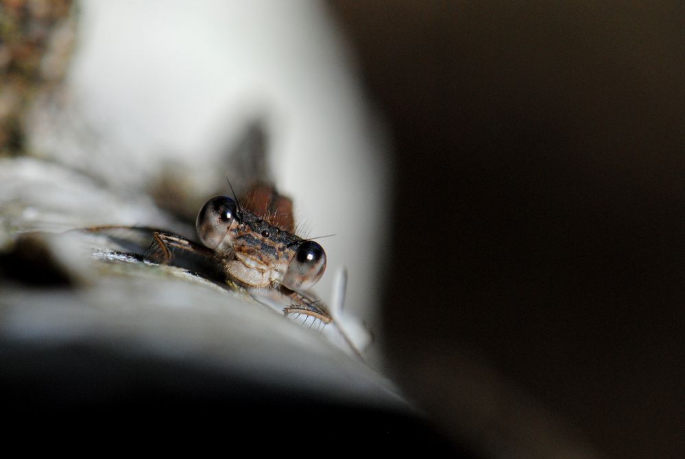 ~ Yin and Yang ~ (Sympecma paedisca)