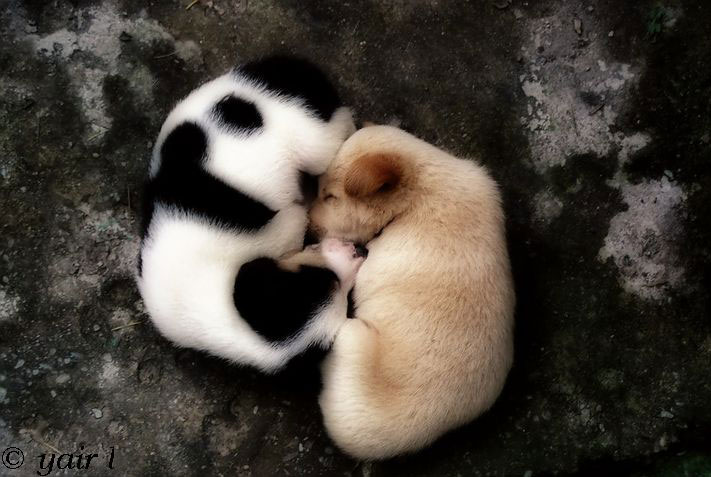 yin-n-yang