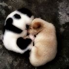 yin-n-yang