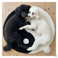 Yin und Yang