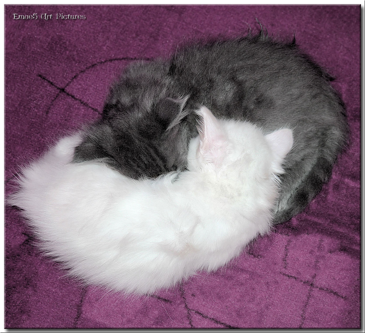 ~~ Yin und Yang ~~