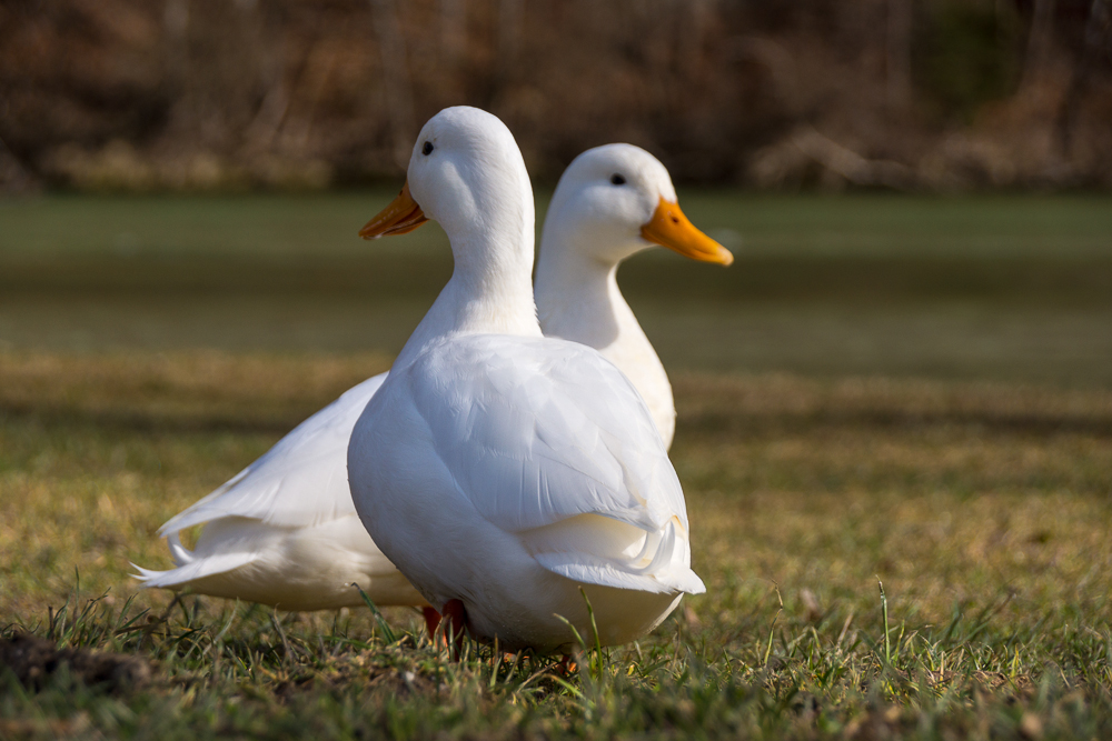 Yin und Yang, vermute ich