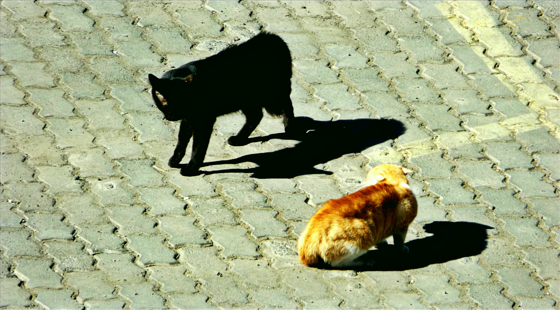 yin yang cats