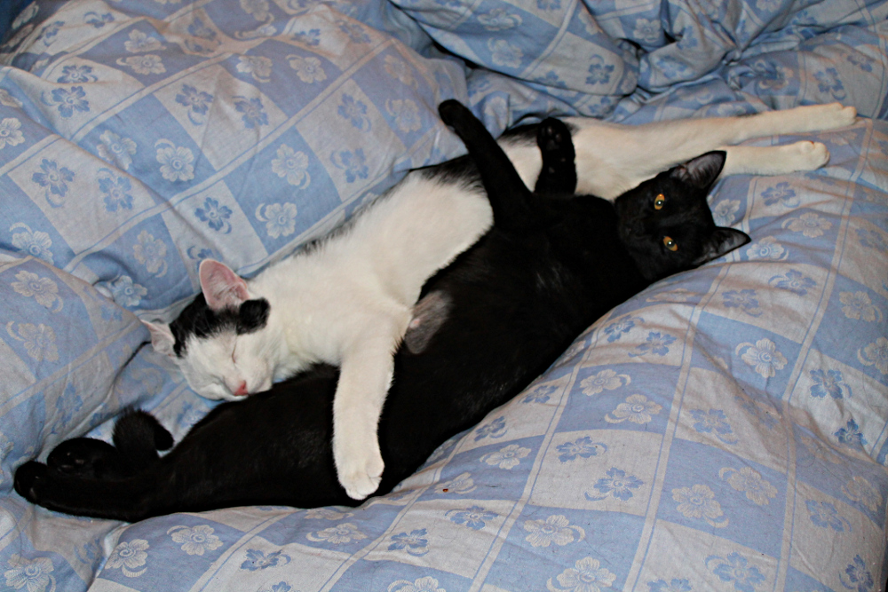 Yin & Yang mit Katzen