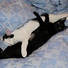 Yin & Yang mit Katzen