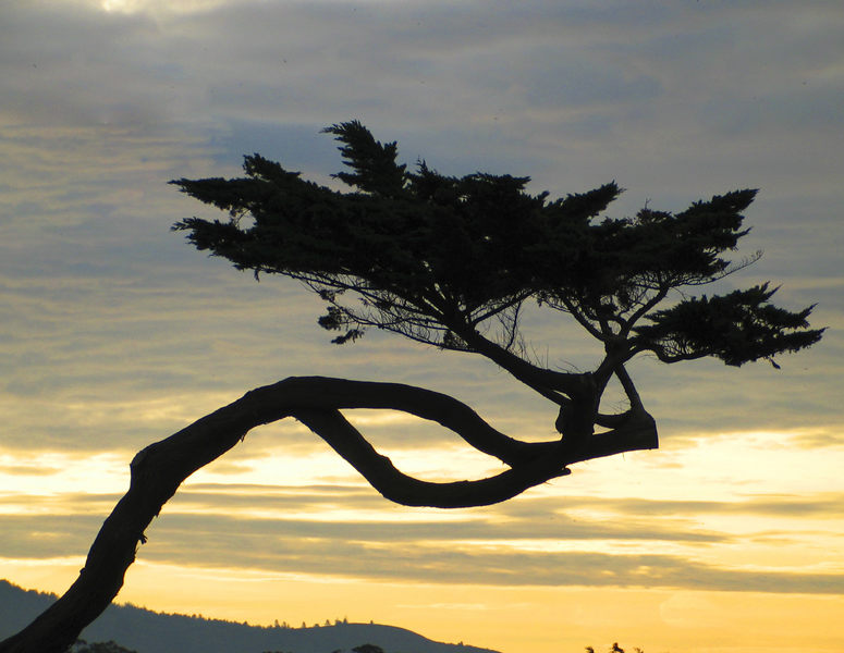 Yin-Yang tree